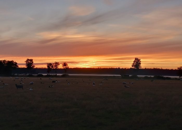 Ondergang van de zon achter een weiland met schapen in Doldersum, een prachtig natuurpanorama.